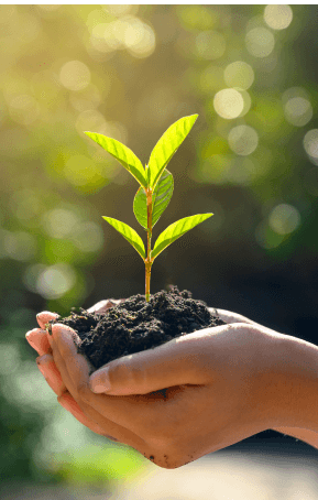 A small plant held with it's soil on hand