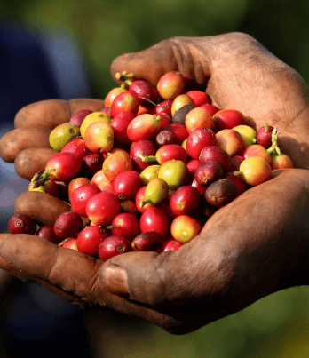 A hand full of coffee seeds with their red and yellowish shell