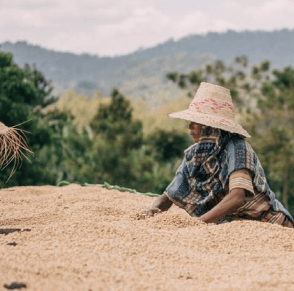 Coffe farm image