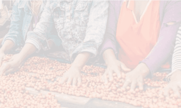 People picking coffee beans