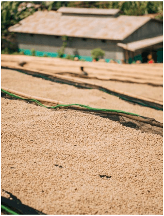 Coffee being sun-dried