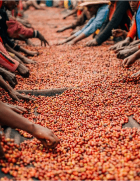 Picking coffee from the dried pack