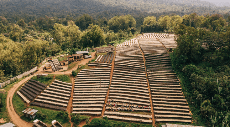 Coffee farm